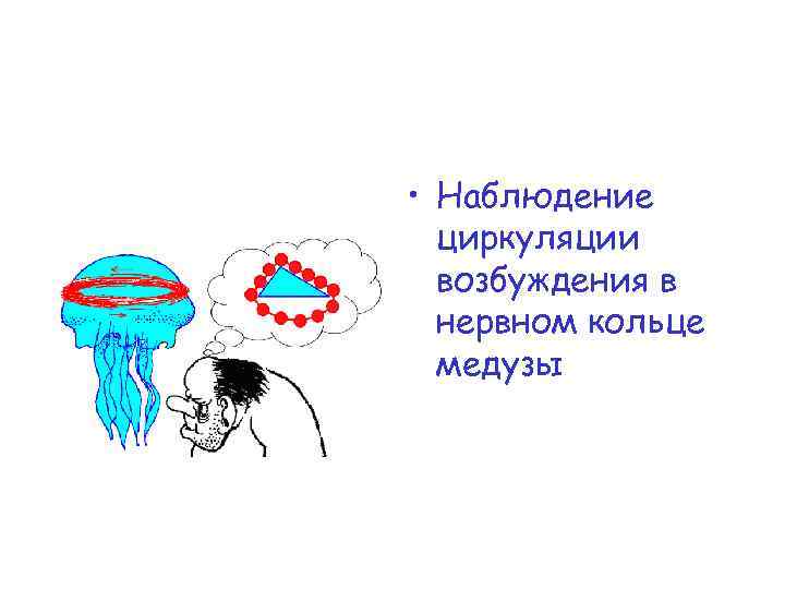  • Наблюдение циркуляции возбуждения в нервном кольце медузы 