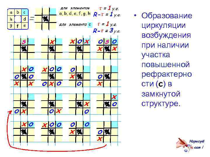  • Образование циркуляции возбуждения при наличии участка повышенной рефрактерно сти (с) в замкнутой