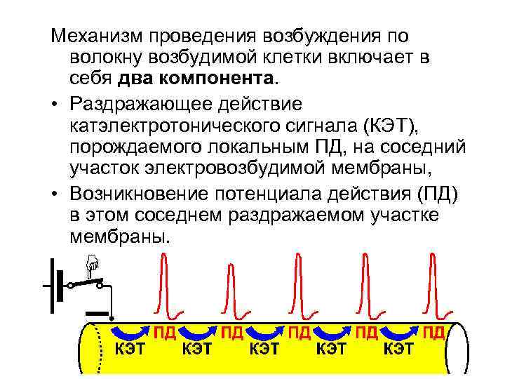 Механизм проведения возбуждения по волокну возбудимой клетки включает в себя два компонента. • Раздражающее