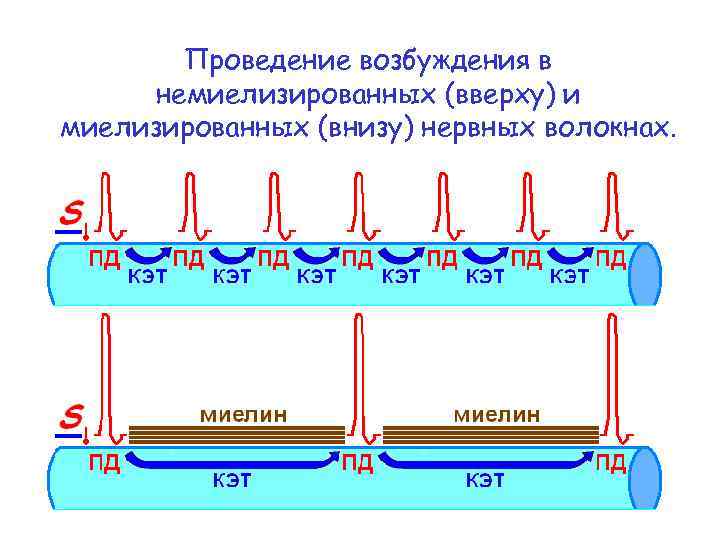 Проведение возбуждения в немиелизированных (вверху) и миелизированных (внизу) нервных волокнах. 