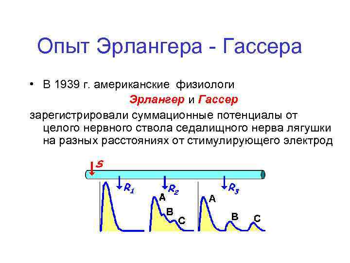 Опыт Эрлангера Гассера • В 1939 г. американские физиологи Эрлангер и Гассер зарегистрировали суммационные