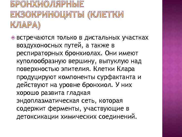  встречаются только в дистальных участках воздухоносных путей, а также в респираторных бронхиолах. Они