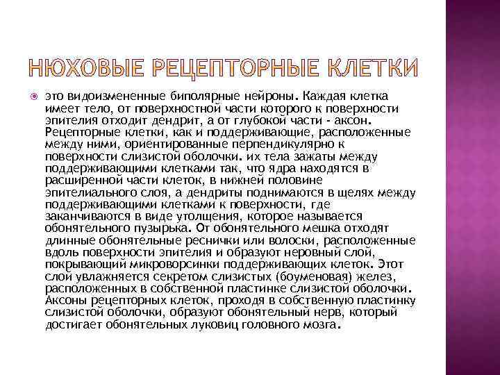  это видоизмененные биполярные нейроны. Каждая клетка имеет тело, от поверхностной части которого к