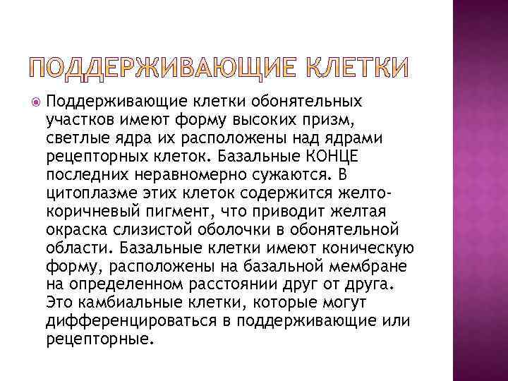  Поддерживающие клетки обонятельных участков имеют форму высоких призм, светлые ядра их расположены над