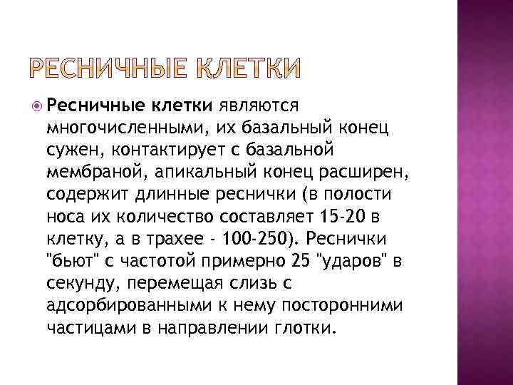  Ресничные клетки являются многочисленными, их базальный конец сужен, контактирует с базальной мембраной, апикальный