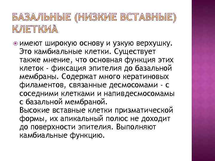  имеют широкую основу и узкую верхушку. Это камбиальные клетки. Существует также мнение, что