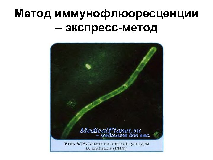 Метод иммунофлюоресценции – экспресс-метод 