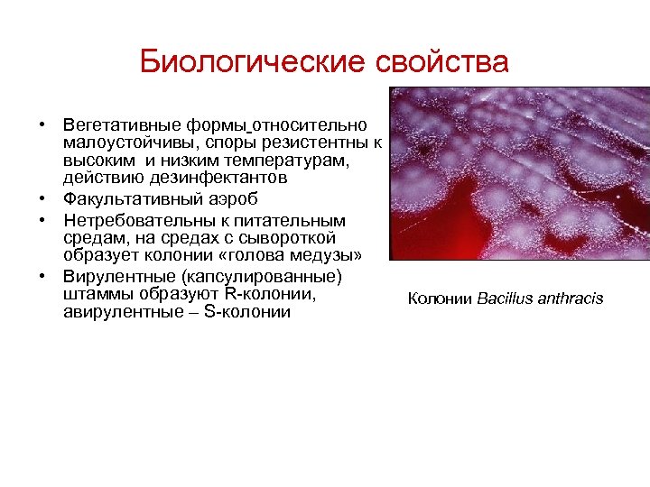 Биологические свойства • Вегетативные формы относительно малоустойчивы, споры резистентны к высоким и низким температурам,
