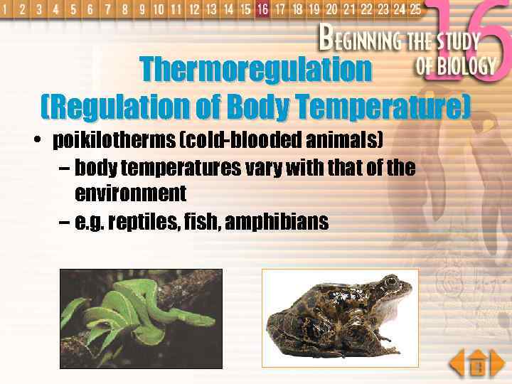 Thermoregulation (Regulation of Body Temperature) • poikilotherms (cold-blooded animals) – body temperatures vary with