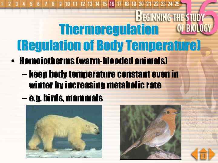 Thermoregulation (Regulation of Body Temperature) • Homoiotherms (warm-blooded animals) – keep body temperature constant