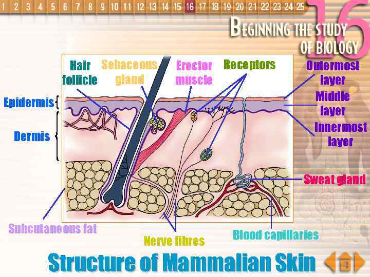 Hair Sebaceous follicle gland Erector Receptors muscle Epidermis Dermis Outermost layer Middle layer Innermost
