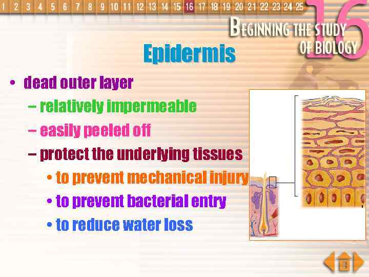Epidermis • dead outer layer – relatively impermeable – easily peeled off – protect