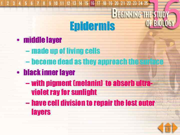 Epidermis • middle layer – made up of living cells – become dead as