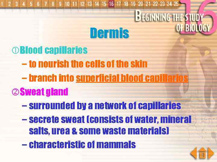 Dermis Blood capillaries – to nourish the cells of the skin – branch into