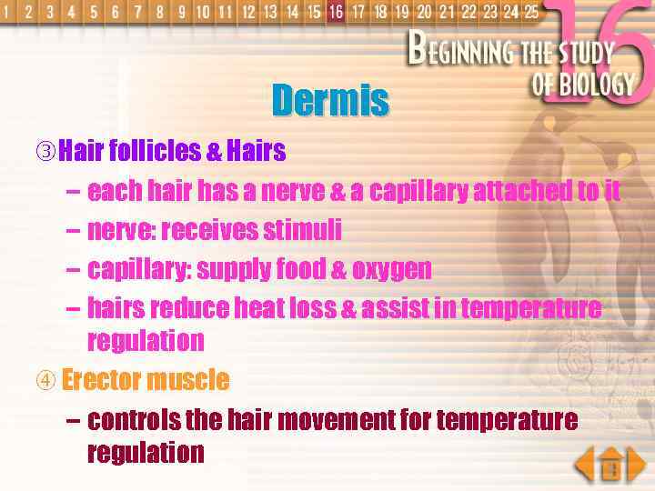 Dermis Hair follicles & Hairs – each hair has a nerve & a capillary