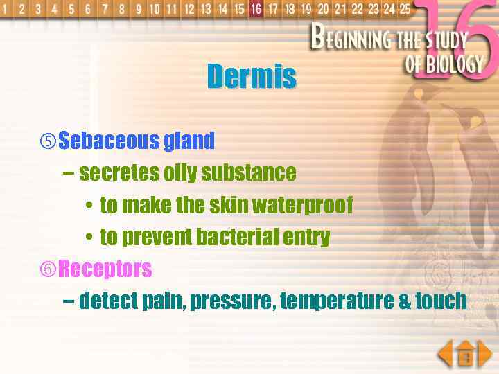 Dermis Sebaceous gland – secretes oily substance • to make the skin waterproof •