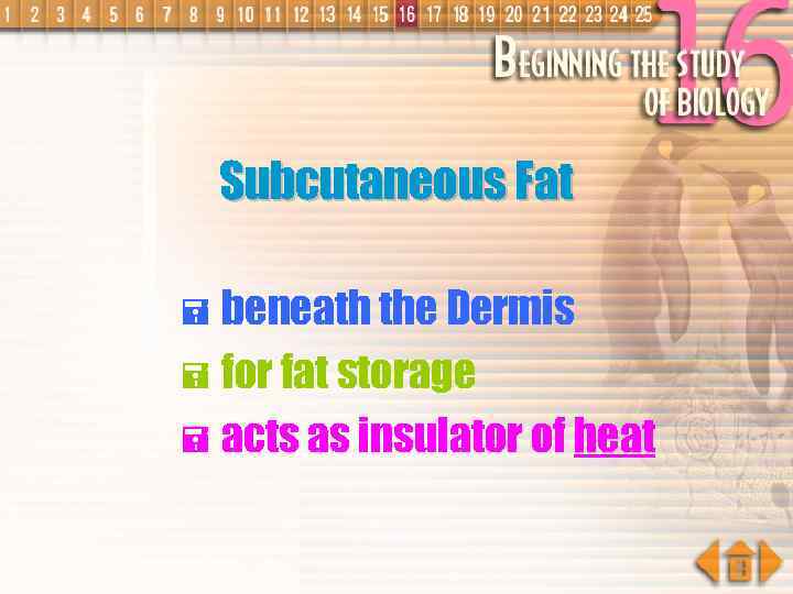 Subcutaneous Fat = beneath the Dermis = for fat storage = acts as insulator
