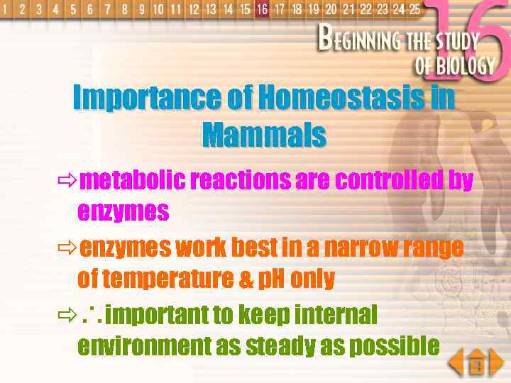 Importance of Homeostasis in Mammals ðmetabolic reactions are controlled by enzymes ðenzymes work best