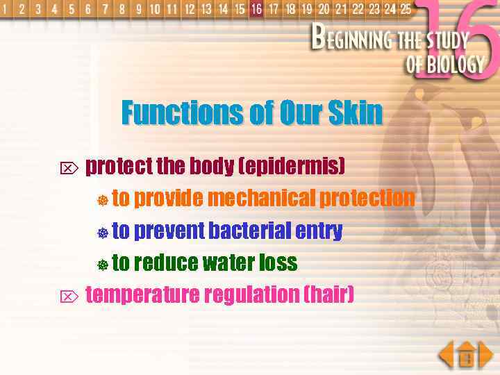 Functions of Our Skin protect the body (epidermis) ] to provide mechanical protection ]