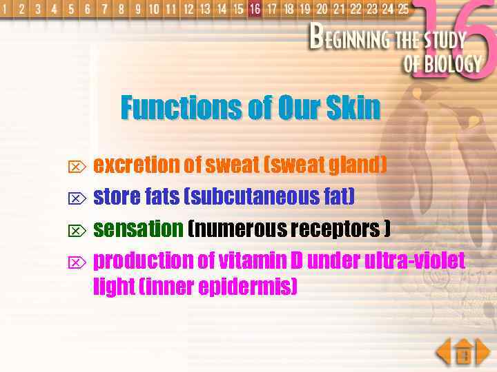 Functions of Our Skin excretion of sweat (sweat gland) Ö store fats (subcutaneous fat)