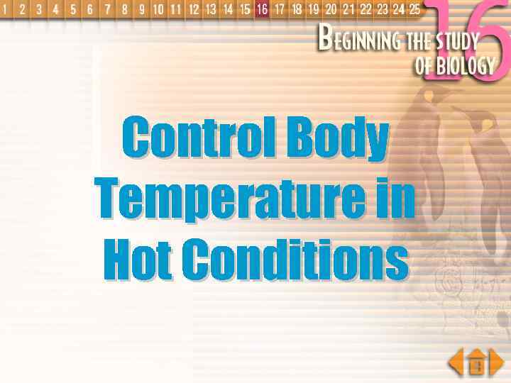 Control Body Temperature in Hot Conditions 