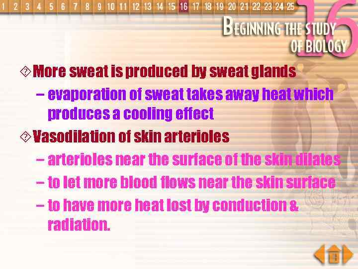 ´More sweat is produced by sweat glands – evaporation of sweat takes away heat