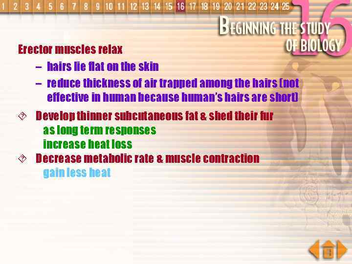 Erector muscles relax – hairs lie flat on the skin – reduce thickness of