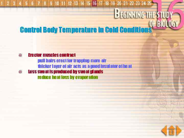 Control Body Temperature in Cold Conditions { { Erector muscles contract pull hairs erect