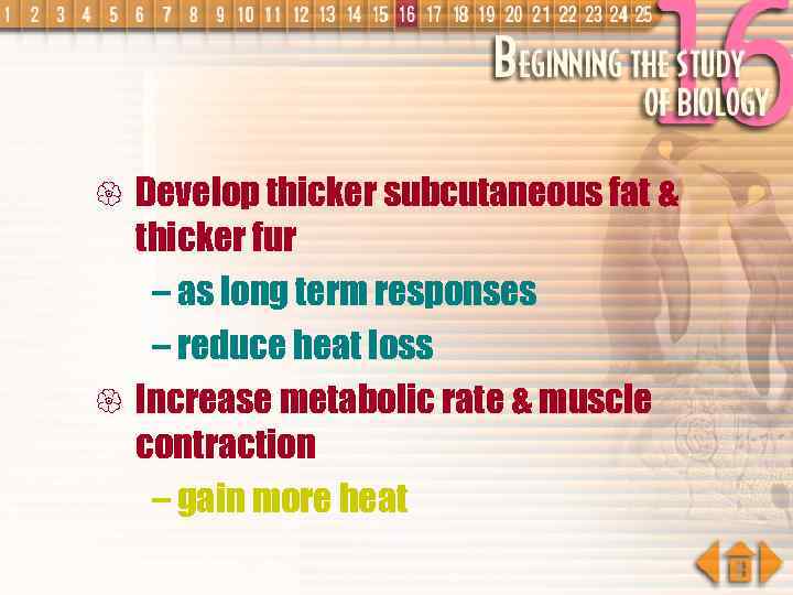 { Develop thicker subcutaneous fat & thicker fur – as long term responses –