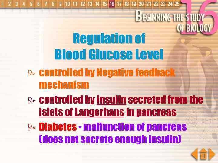 Regulation of Blood Glucose Level P controlled by Negative feedback mechanism P controlled by