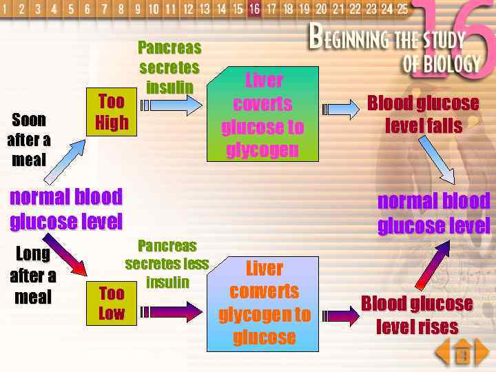 Soon after a meal Too High Pancreas secretes insulin Liver coverts glucose to glycogen