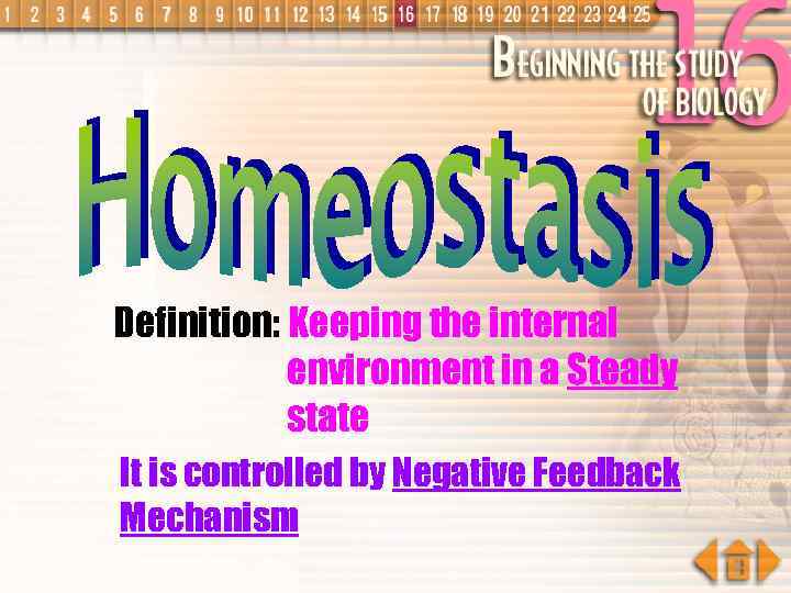 Definition: Keeping the internal environment in a Steady state It is controlled by Negative
