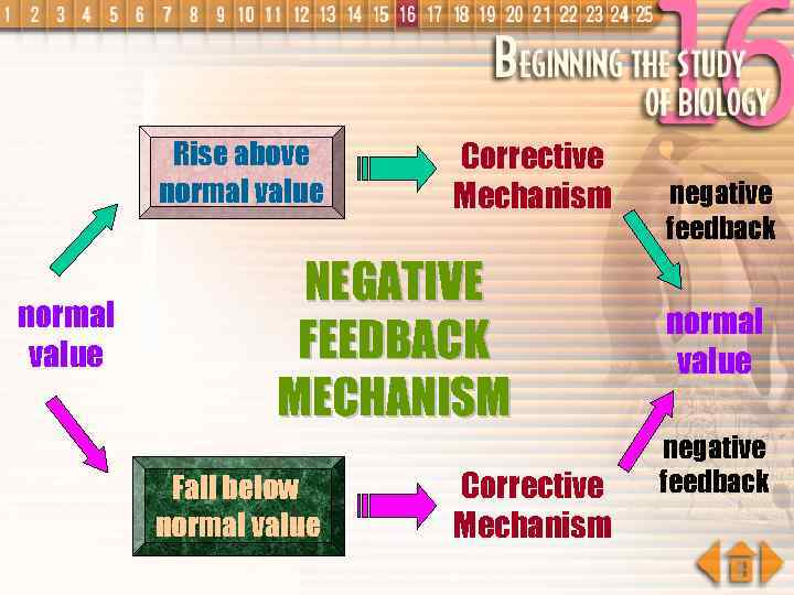 Rise above normal value Corrective Mechanism NEGATIVE FEEDBACK MECHANISM Fall below normal value Corrective