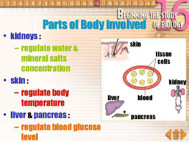 Parts of Body involved • kidneys : – regulate water & mineral salts concentration
