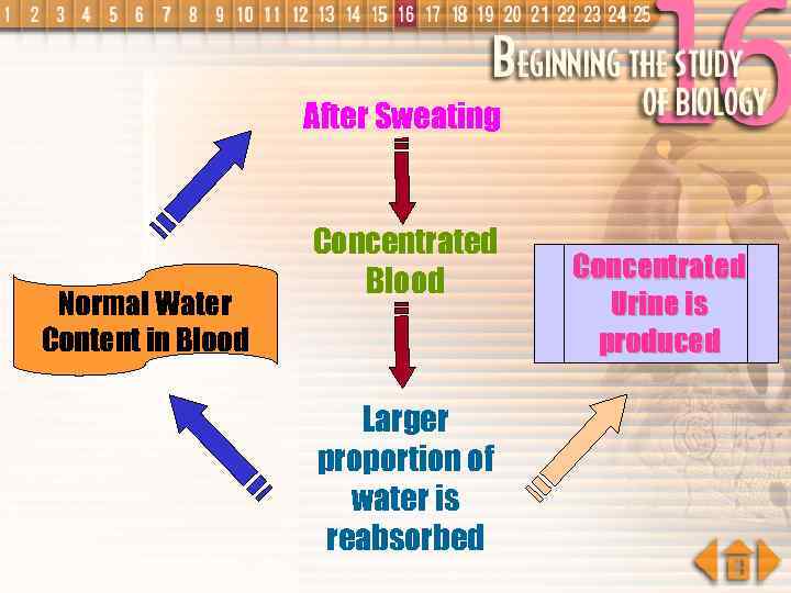 After Sweating Normal Water Content in Blood Concentrated Blood Larger proportion of water is
