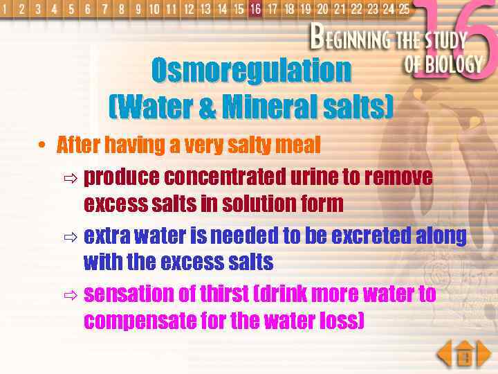Osmoregulation (Water & Mineral salts) • After having a very salty meal ð produce