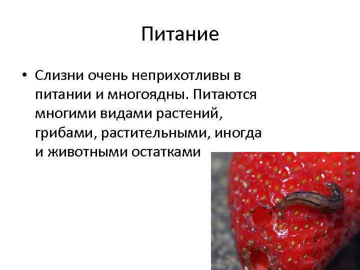 Питание • Слизни очень неприхотливы в питании и многоядны. Питаются многими видами растений, грибами,