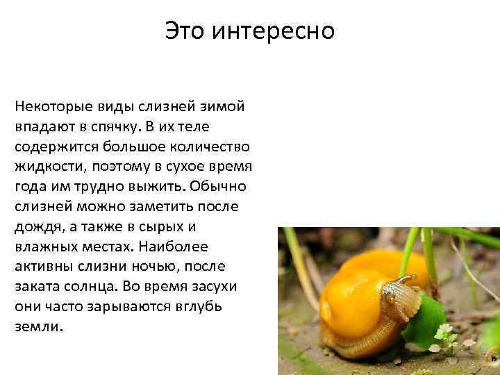 Это интересно Некоторые виды слизней зимой впадают в спячку. В их теле содержится большое