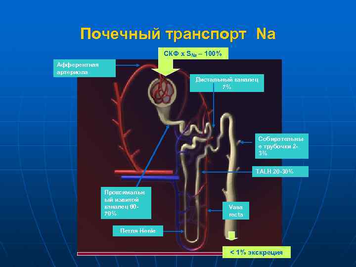 Почечный транспорт Na СКФ x SNa – 100% Афферентная артериола Дистальный каналец 7% Собирательны