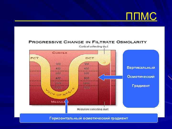 ППМС Вертикальный Осмотический Градиент Горизонтальный осмотический градиент 