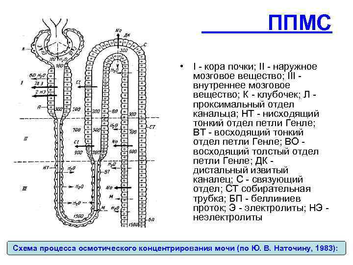 ППМС • I - кора почки; II - наружное мозговое вещество; III внутреннее мозговое