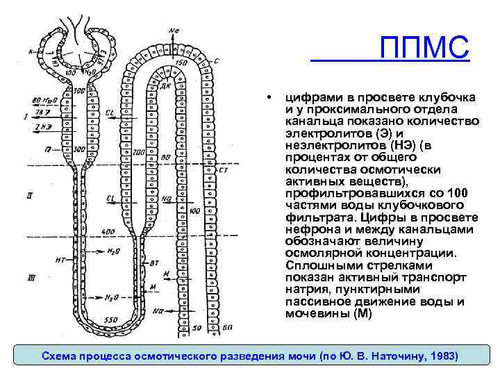ППМС • цифрами в просвете клубочка и у проксимального отдела канальца показано количество электролитов