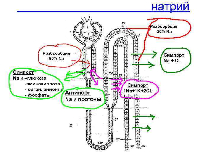 Схема реабсорбции в нефроне