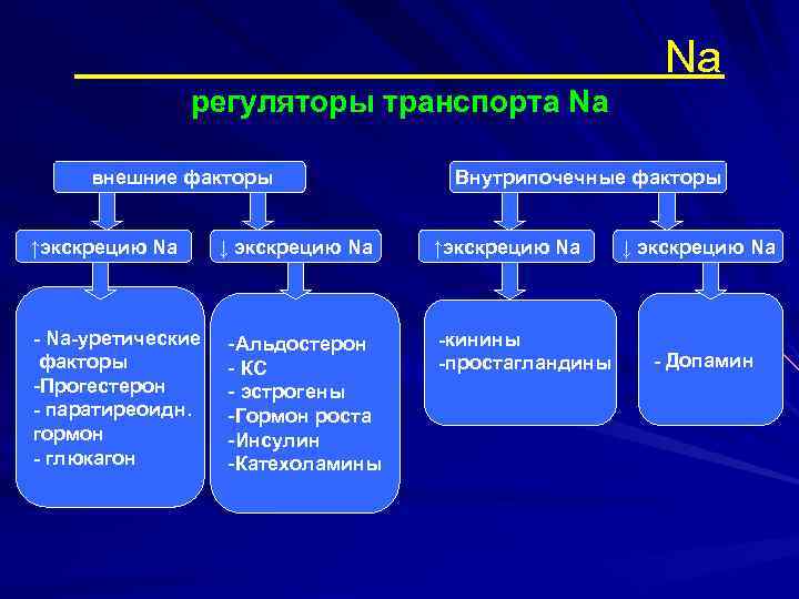 Na регуляторы транспорта Na внешние факторы ↑экскрецию Na - Na-уретические факторы -Прогестерон - паратиреоидн.