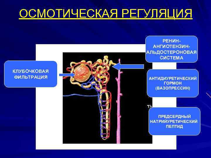 ОСМОТИЧЕСКАЯ РЕГУЛЯЦИЯ РЕНИНАНГИОТЕНЗИНАЛЬДОСТЕРОНОВАЯ СИСТЕМА КЛУБОЧКОВАЯ ФИЛЬТРАЦИЯ АНТИДИУРЕТИЧЕСКИЙ ГОРМОН (ВАЗОПРЕССИН) ПРЕДСЕРДНЫЙ НАТРИЙУРЕТИЧЕСКИЙ ПЕПТИД 