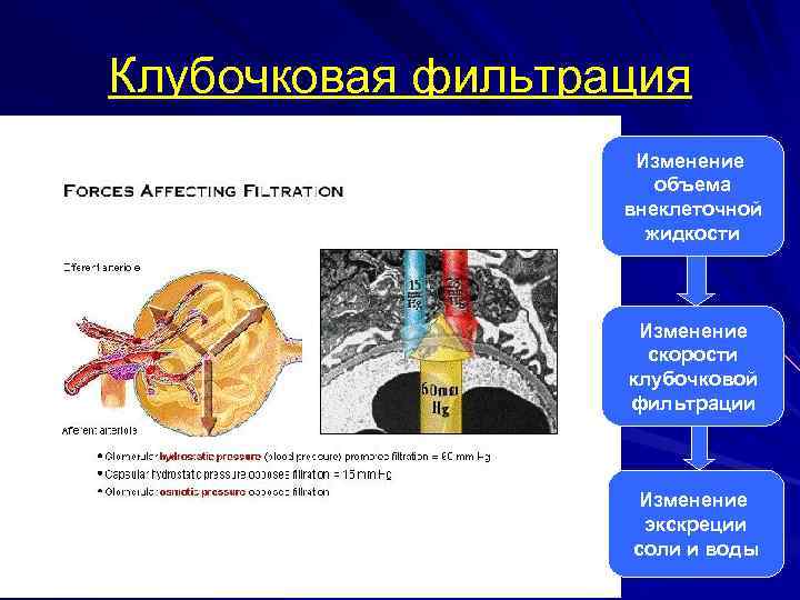 Клубочковая фильтрация Изменение объема внеклеточной жидкости Изменение скорости клубочковой фильтрации Изменение экскреции соли и