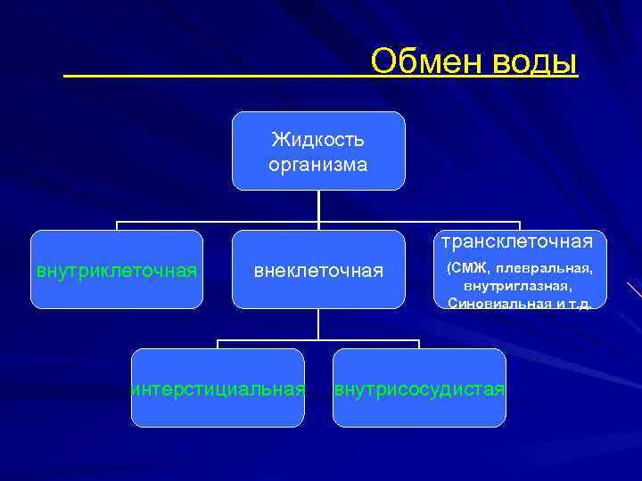 Обмен воды и минеральных солей презентация