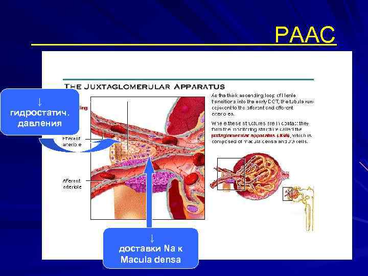 РААС ↓ гидростатич. давления ↓ доставки Nа к Macula densa 