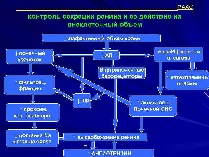 РААС контроль секреции ренина и ее действие на внеклеточный объем ↓ эффективный объем крови