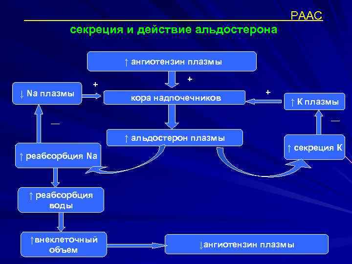 РААС секреция и действие альдостерона ↑ ангиотензин плазмы ↓ Na плазмы + + кора